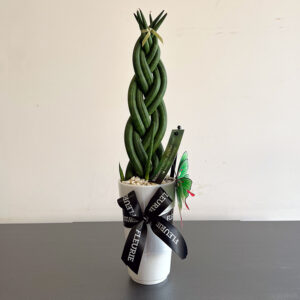 Sansevieria