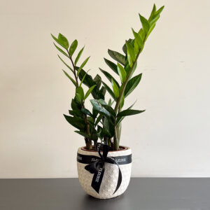 zamioculcas 2