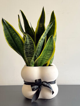 Sanseveria Laurenti