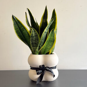 Sanseveria Laurenti