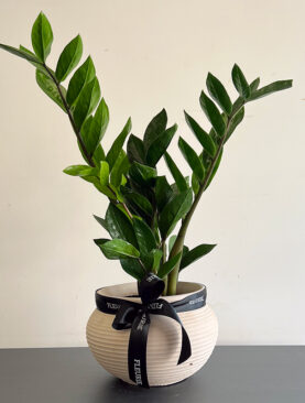 zamioculcas