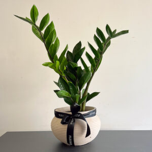 zamioculcas