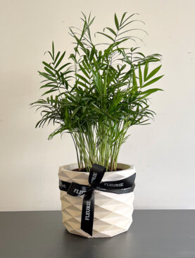Chamaedorea in pot