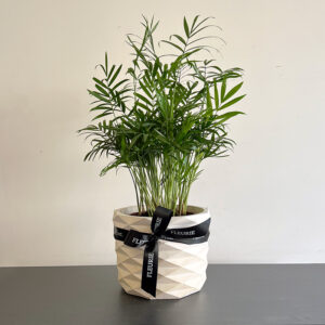 Chamaedorea in pot