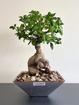 Bonsai Vase