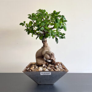 Bonsai Vase
