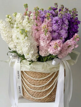 mixte MATTHIOLA BASKET