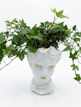 lierre grimpant - white