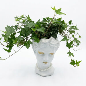 lierre grimpant - white