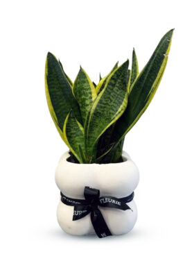 Sanseveria Laurenti