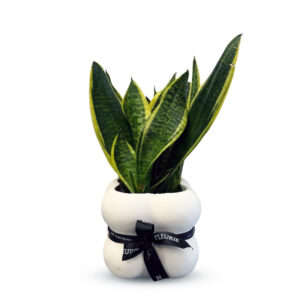 Sanseveria Laurenti