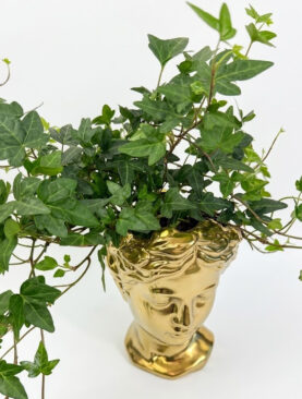 lierre grimpant - gold