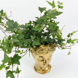 lierre grimpant - gold