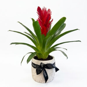 GUZMANIA