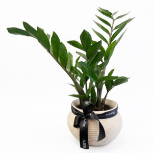 zamioculcas