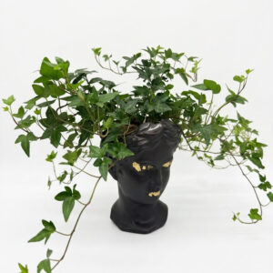 lierre grimpant - black