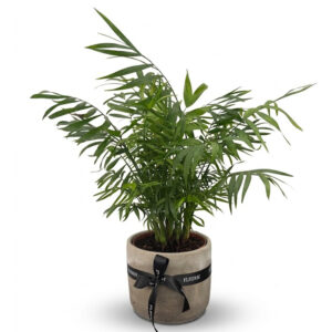 ARECA PALM