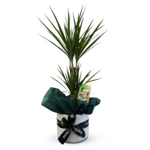Dracaena Marginata - L