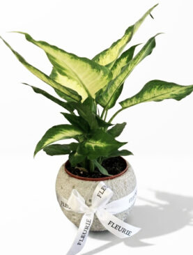 Dieffenbachia