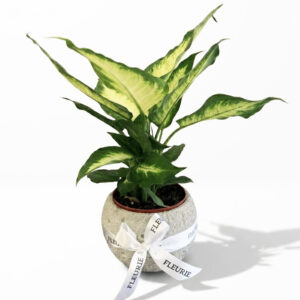 Dieffenbachia