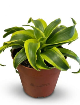 mini Dracaena Tornado