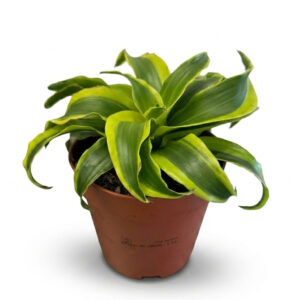 mini Dracaena Tornado