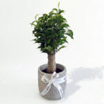 ficus