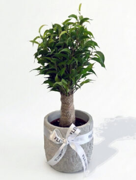 ficus
