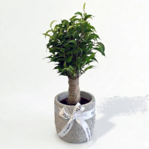 ficus