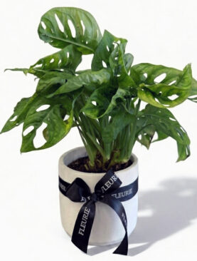 Monstera