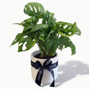 Monstera